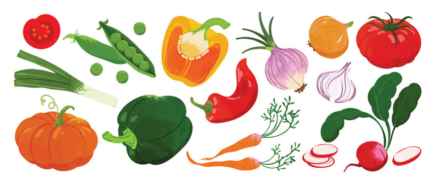 Colorful Vegetable Collection Vector with Tomato, Peas, Pepper, Pumpkin, Broccoli, Chili, Onion, Radish and Fresh Greens for Healthy Food Illustration, Kitchen Decor, Grocery Print, Recipe Design