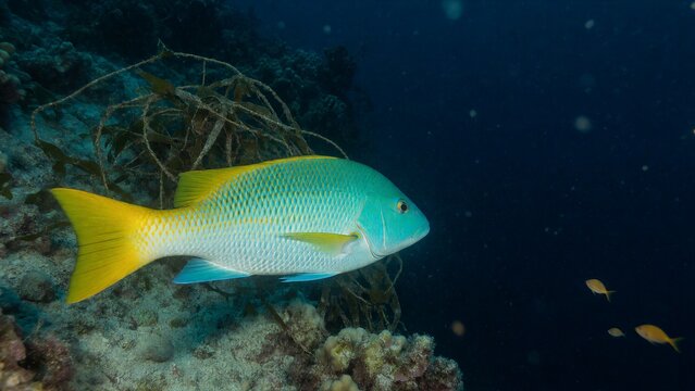 A vibrant Yellowtail Snapper swims through a turquoise coral reef, its bright yellow tail and fins glinting in the sunlight filtering down from above.