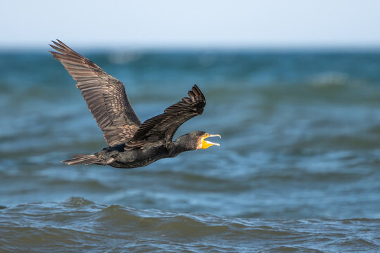 Great cormorant (Phalacrocorax carbo) flying low over the water with wings spread and open beak