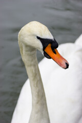 A close-up of a white swan with an orange beak swimming in dark water. © Nick