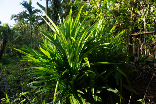 Pandan leaves in the garden, Pandanus amaryllifolius Roxb