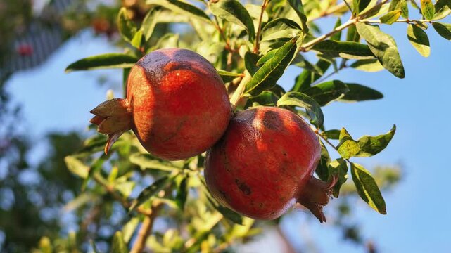 Two ripe red pomegranates hang on a leafy branch in warm sunlight against blue sky.