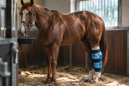 Racehorse in a stable with an ice pack wrapped around its hind leg.