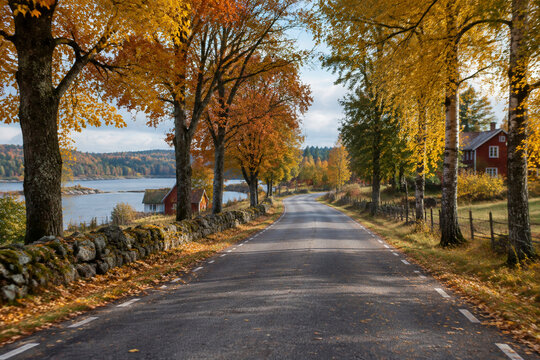 A serene autumn road lined with colorful trees in the peaceful Swedish countryside.