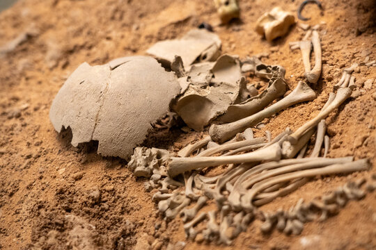 Archaeology: scattered skeletal remains on the ground at an archaeological site.
