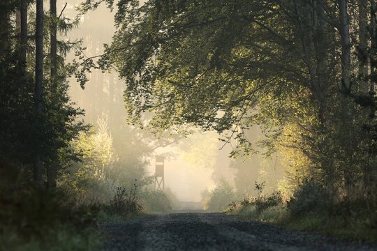 Forest path on a sunny, foggy morning in early autumn, Poland.