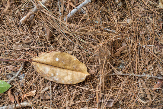 Dry pine needles and a single dead leaf covering the ground in autumn