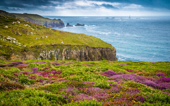 Heather and gorse in bloom on the clifftops at Land's End, Cornwall, with a sea arch and Longships Lighthouse beyond