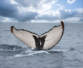 Fascinating details on the underside of of a humpback whale off the coast of Luanda, Angola © Luis