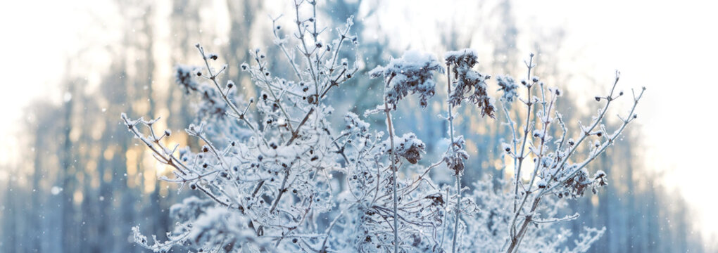 beautiful winter landscape with plants covered snow. frozen field grass in hoarfrost close up, abstract nature background. cold frosty weather. late autumn or early winter season. fairytale atmosphere