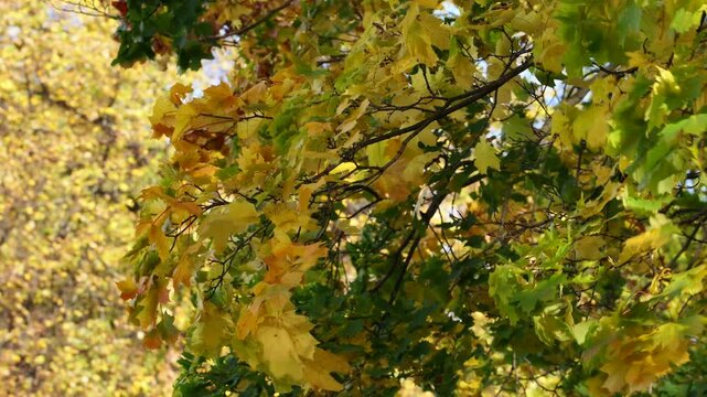 maple tree branches with yellow and green autumn leaves swaying in the wind on a sunny day, golden foliage with soft bokeh background, fall season nature