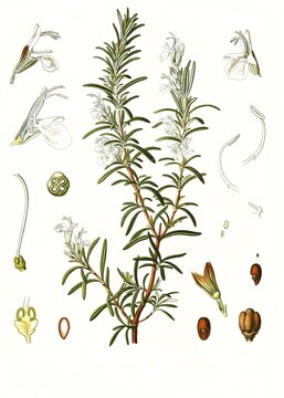 Medicinal plant, Rosemary (Rosmarinus officinalis) is a species of the genus Salvia and an evergreen semishrub of the labiates family, Historic, digitally restored reproduction from a 19th century original