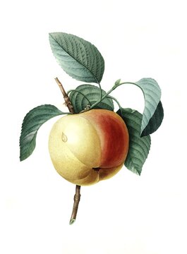 Winter Calville apple tree (Malus domestica), Calville blanc d'hiver, Paradise Apple, Raspberry Apple, Quince Apple or White Cardinal, Digitally prepared reproduction of a watercolour drawing from 1827