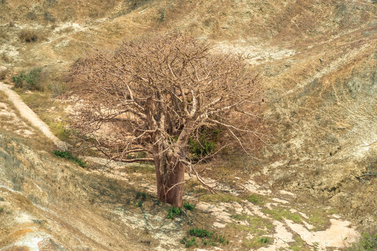 Lone imbondeiro tree (Adansonia digitata), in the dry lunar landscapes of the coastal cliffs of Saba, Luanda, Angola