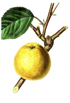 Apple, apple variety, the Gray French Reinette, digital reproduction of an original from the 19th century, original date unknown
