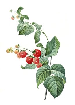 Raspberry (Rubus idaeus), digitally processed reproduction of a watercolour drawing from 1827