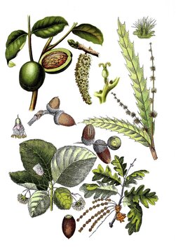 Walnut, Juglans regia (top left and centre), Chestnut, Castanea sativa (top right), European beech, Fagus sylvatica (bottom left), English oak, summer oak or German oak, Quercus robur L. Syn. : Quercus pedunculata Hoffm. (below right), Historic, digitally restored reproduction of a 19th century original