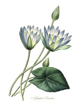 Also blue lotus (Nymphaea caerulea), Nymphaea nouchali var. caerulea, digital reproduction of an original from the 18th century, original date not known