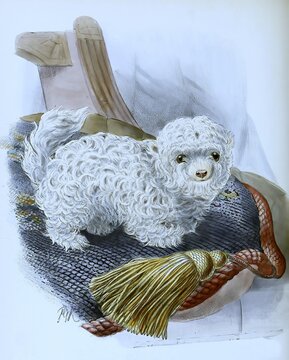 Chihuahua, mexican lap-dog (canis familiaris), digitally restored reproduction of an original from the 19th century exact original date unknown