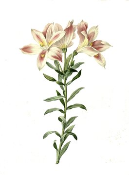 Peruvian lily (Alstroemeria) of the species Perulilie, Peru lily pelegrina, digital reproduction of an original from the 18th century, original date not known