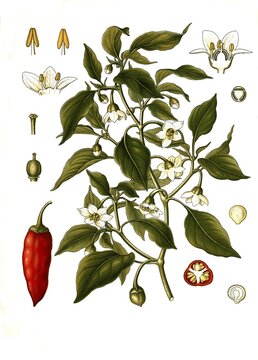 Medicinal plant, Spanish pepper or paprika (Capsicum annuum) is a species of plant in the nightshade family, Historical, digitally restored reproduction from a 19th century original