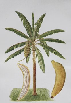 Banana (Musa), Banana sapientum, Historical, digitally restored reproduction of a 19th century original
