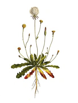 Bald cat's ear (Hypochaeris) glabra, digitally restored reproduction of an original from the 19th century, exact original date not known