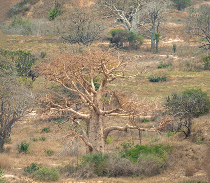 Magnificent imbondeiro tree (Adansonia digitata), in the dry lunar landscapes of the coastal cliffs of Saba, Luanda, Angola