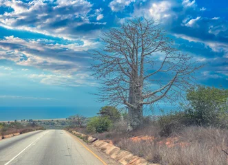 Imbondeiro tree (Adansonia digitata, local baobab species) on a coastal road south of Luanda, Angola © Luis