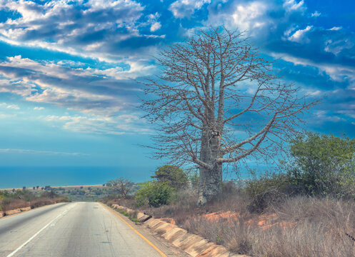 Imbondeiro tree (Adansonia digitata, local baobab species) on a coastal road south of Luanda, Angola