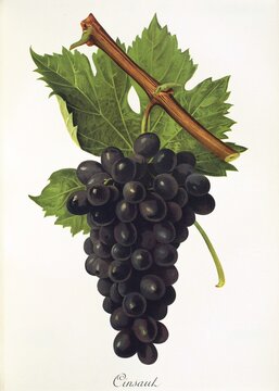Ampelography, grape variety, oenology, viticulture, grape, grapevine, Cinsaut grape, digitally enhanced reproduction of an original by Jules Tronca (1855 to 1915), Historical
