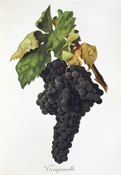 Ampelography, grape variety, oenology, viticulture, grape, grapevine, Tempranillo grape, digitally enhanced reproduction of an original by Jules Tronca (1855 to 1915), Historical