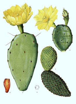 1. microdasys, 2, 3, 4. Opuntia macrarthra, 5. Opuntia nopale (Opuntia), digitally restored reproduction of an original from the 19th century, exact original date unknown