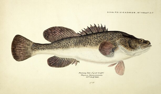Maccullochella pelli, one of the largest freshwater fish of Australia, genus of large Australian predatory freshwater fish within the family Percichthyidae, fish, reproduction of an original, by Frank Edward Clarke (b. 1849, d. 1899), ichthyologist and scientific draughtsman