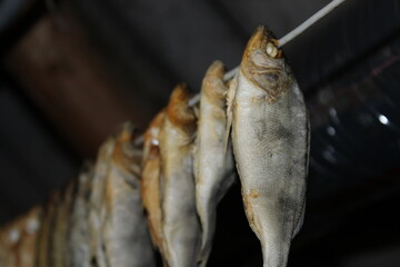 Row of dried salted river fish hanging on string in perspective close up © eliyashevskiy