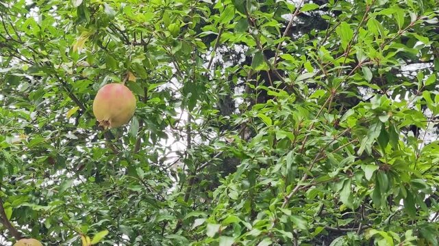 Pomegranate growing on tree in garden during daytime
