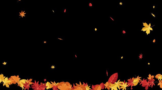 Vibrant animated autumn maple leaves falling and twirling onto a colorful ground pile motion graphic loop