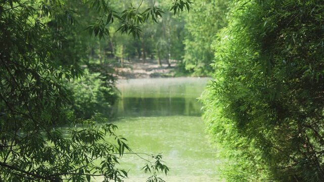 Framed view through dense foliage of calm green pond with algae cover, sunlit tree line, and dappled canopy light in woodland