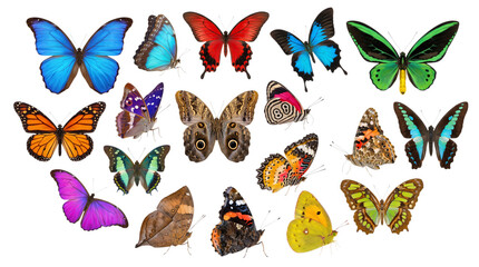 Assortment of colorful butterflies and moths isolated on transparent background © PNG Studio 99
