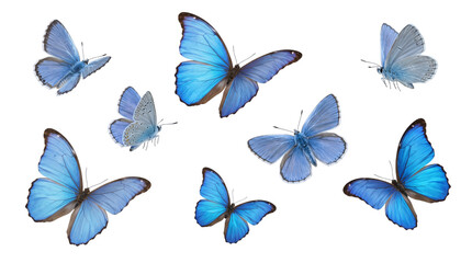 Collection of blue butterflies on isolated on transparent background © PNG Studio 99
