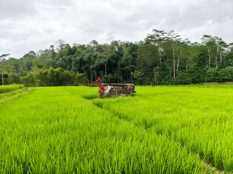 Lush green rice field with ancient ruins in rural Java, Indonesia