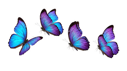 Four blue and purple morpho butterflies isolated on transparent background © PNG Studio 99