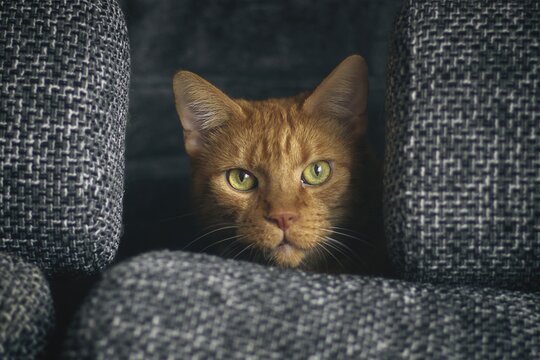 Cute ginger cat peeks out curiously from behind the sofa and looking at camera. 