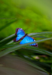 Blue Morpho butterfly resting on tropical foliage © Jan Valášek