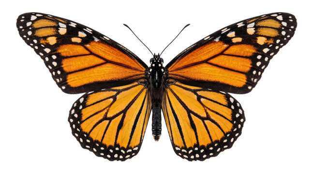 Single monarch butterfly, full wingspan, isolated on transparent background