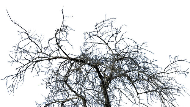 Bare winter tree silhouette PNG , isolated on transparent background