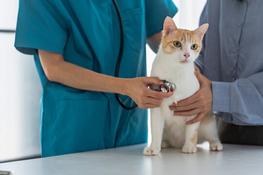 veterinarian performs a wellness check on a cat in a vet clinic