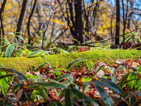 苔むした林床と木漏れ日が差す森の自然風景