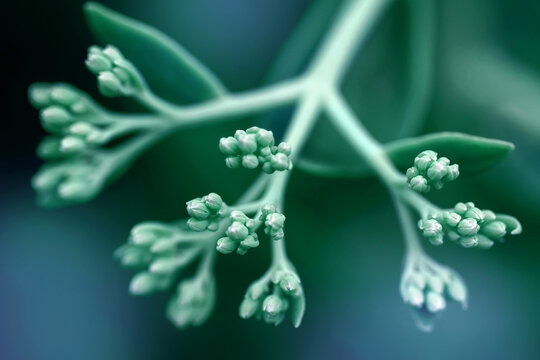 Macro close-up photograph of a hylotelephium spectabile sedum succulent featuring lush green stems and delicate unopened flower buds.