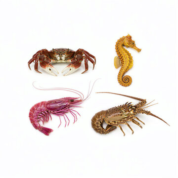 Crab seahorse shrimp and lobster grouped as separate marine specimens